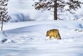 Coyote with winter coat walks away into the forest and deep snow Royalty Free Stock Photo