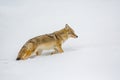 Coyote in winter coat, walks through high snow Royalty Free Stock Photo