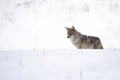 Coyote in winter Royalty Free Stock Photo