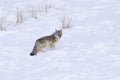 Coyote in winter Royalty Free Stock Photo