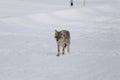Coyote, Winter, Yellowstone NP Royalty Free Stock Photo