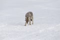 Coyote, Winter, Yellowstone NP Royalty Free Stock Photo