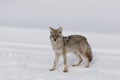 Coyote, Winter, Yellowstone NP Royalty Free Stock Photo