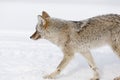 Coyote, Winter, Yellowstone NP Royalty Free Stock Photo