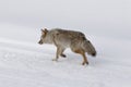Coyote, Winter, Yellowstone NP Royalty Free Stock Photo