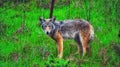 Coyote Royalty Free Stock Photo