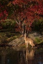 Coyote (Canis latrans) Howls in Pond