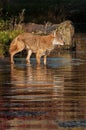 Coyote (Canis latrans) Stands in Water Royalty Free Stock Photo