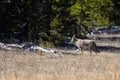 Coyote in Yellowstone National Park Royalty Free Stock Photo