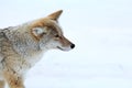 Coyote in Yellowstone National Park Royalty Free Stock Photo