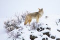 Yellowstone National Park Coyote on snow covered rocks Royalty Free Stock Photo