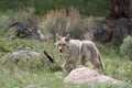 Coyote, Yellowstone NP Royalty Free Stock Photo