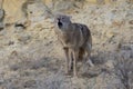 Coyote yelping in canyon Royalty Free Stock Photo