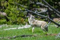 Coyote yelping at other coyotes in tree line, Yellowstone National Park, WY