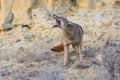 Coyote yelping in prairie Royalty Free Stock Photo