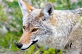 Coyote, Yukon Territories, Canada