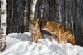 Coyotes (Canis latrans) Come Together in Birch Trees Winter Royalty Free Stock Photo