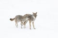 Coyotes Canis latrans isolated on white background walking and hunting in the winter snow in Canada Royalty Free Stock Photo