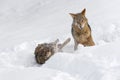 Coyotes (Canis latrans) Kick up Snow During Conflict Winter