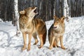 Coyotes Canis latrans Lift Heads to Howl Near Woods Winter