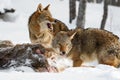 Coyotes (Canis latrans) Look Up From Deer Body Mouths Open Winter