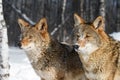 Coyotes (Canis latrans) Look Up and to Left Winter