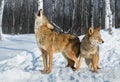 Coyotes (Canis latrans) One Howling Second Looking Right Winter Royalty Free Stock Photo