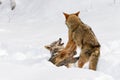 Coyotes (Canis latrans) Pins Packmate to Ground Winter
