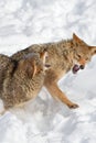 Coyotes (Canis latrans) Snap and Flinch Winter Royalty Free Stock Photo