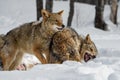 Coyotes (Canis latrans) Snapping and Snarling Winter Royalty Free Stock Photo