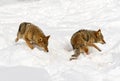 Coyotes Canis latrans Sniff and Turn in Blood and Fur Scattered Snow Winter