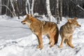 Coyotes (Canis latrans) Stand Back to Back Softly Howling Winter Royalty Free Stock Photo