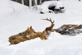 Coyotes (Canis latrans) Walk Through Snow Near Body of White-Tail Deer Winter