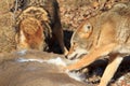 Coyotes feeding on deer carcass Royalty Free Stock Photo