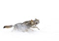 Coyotes (Canis latrans) isolated on white background fighting in the winter snow in Canada