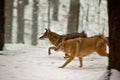 Coyotes running in snow