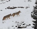 Coyotes in the Snow Royalty Free Stock Photo