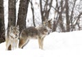 Two Coyotes (Canis latrans) walking and hunting in the winter snow in Canada Royalty Free Stock Photo
