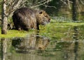 Coypu