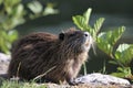 Coypu Royalty Free Stock Photo