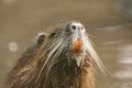 Coypu