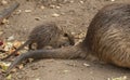 Coypu Royalty Free Stock Photo