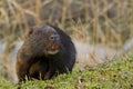 Coypu