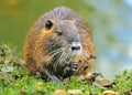 Coypu Royalty Free Stock Photo