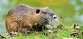 Coypu Royalty Free Stock Photo