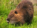 Coypu Royalty Free Stock Photo