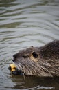 Coypu