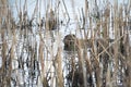 Coypu Eating Reeds