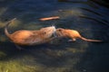 Coypu familyin the water Royalty Free Stock Photo