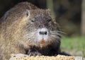 A coypu feeding